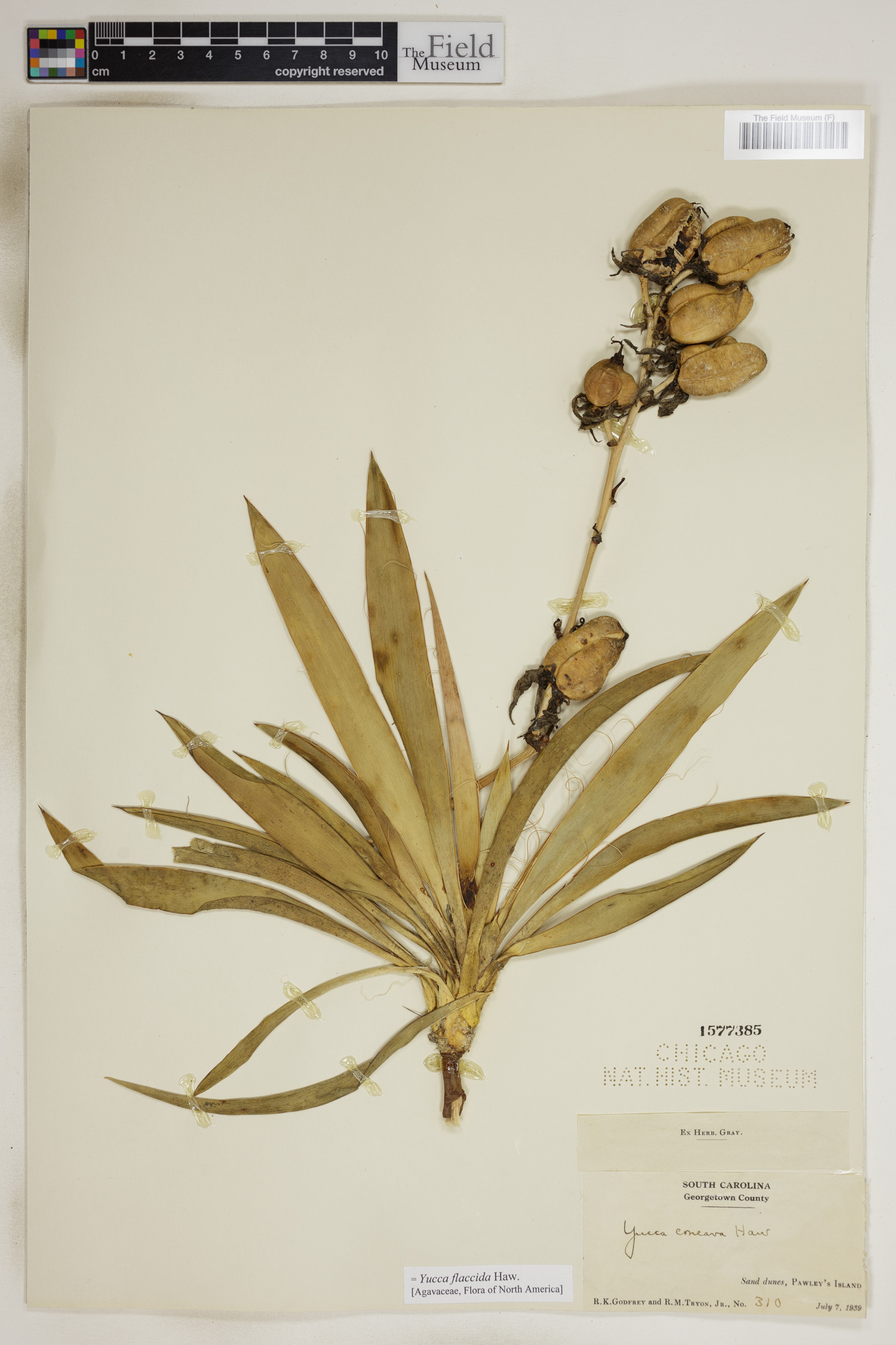 Yucca flaccida image