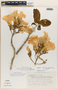 Roseodendron donnell-smithii image
