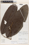 Klarobelia napoensis image