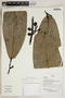 Cremastosperma peruvianum image