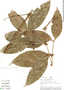 Cassipourea peruviana image
