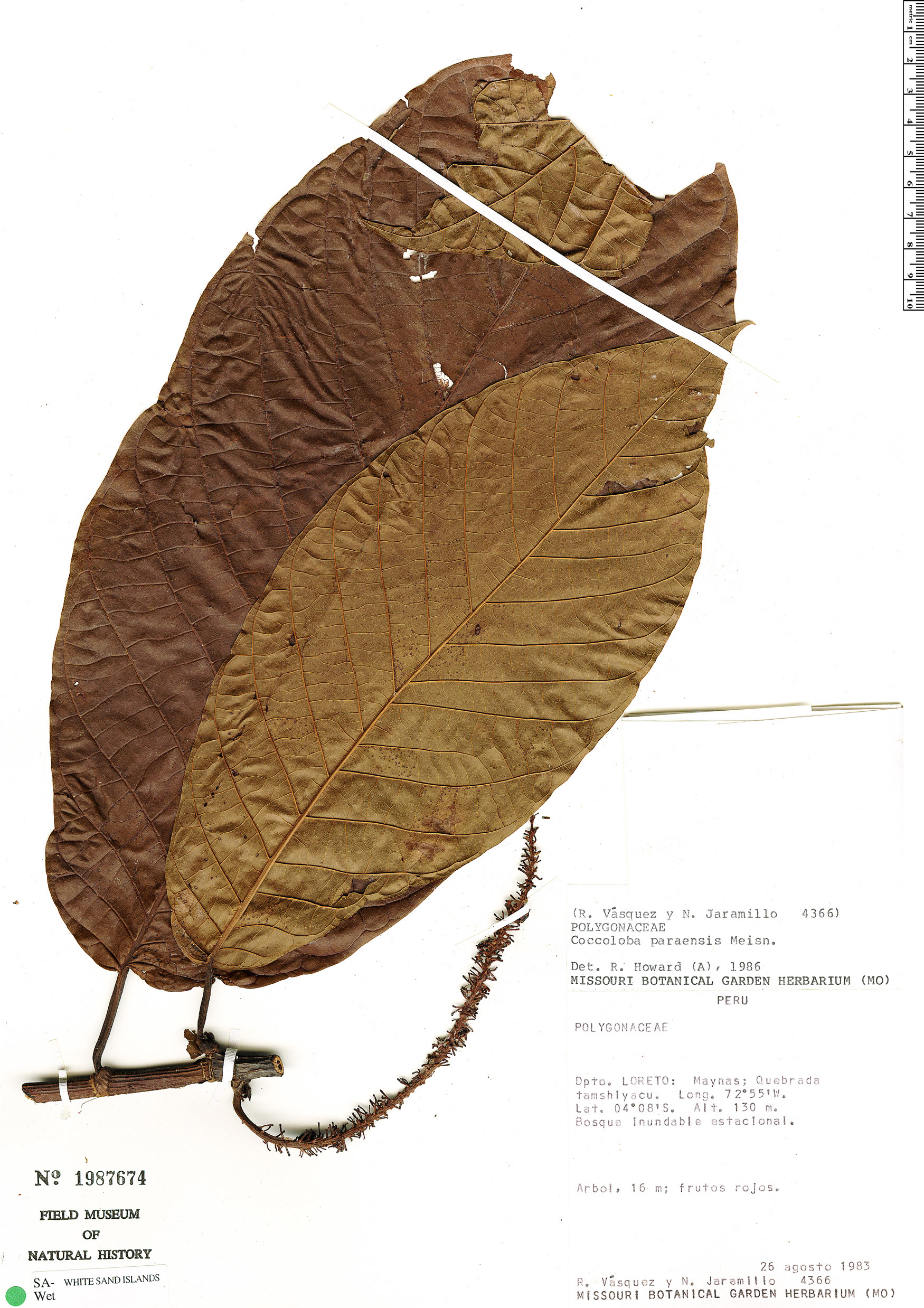 Coccoloba paraensis image