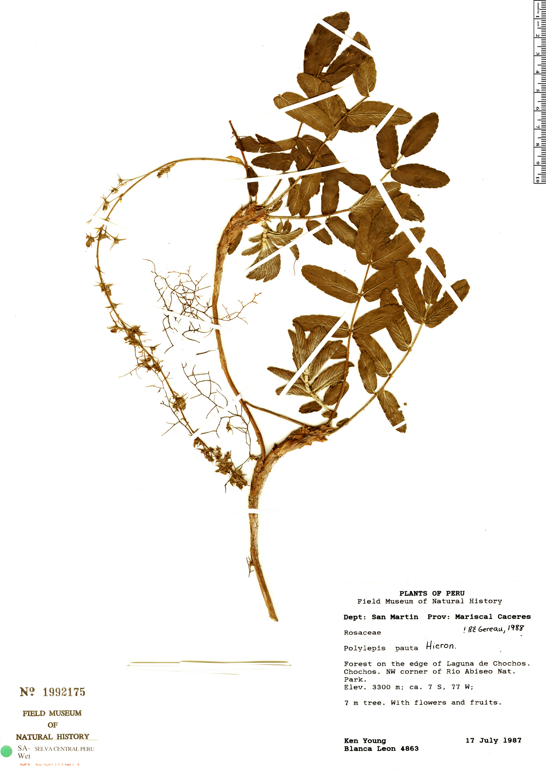 Polylepis pauta image