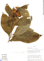 Centropogon curvatus image