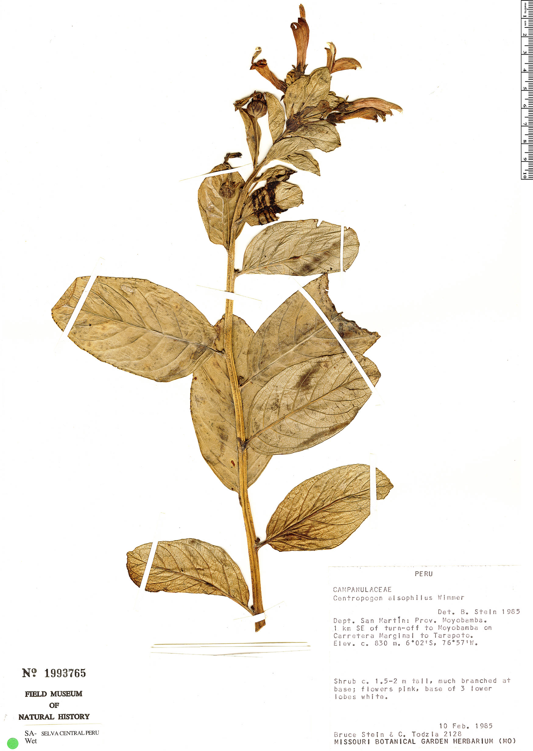 Centropogon alsophilus image