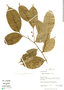 Banara axilliflora image