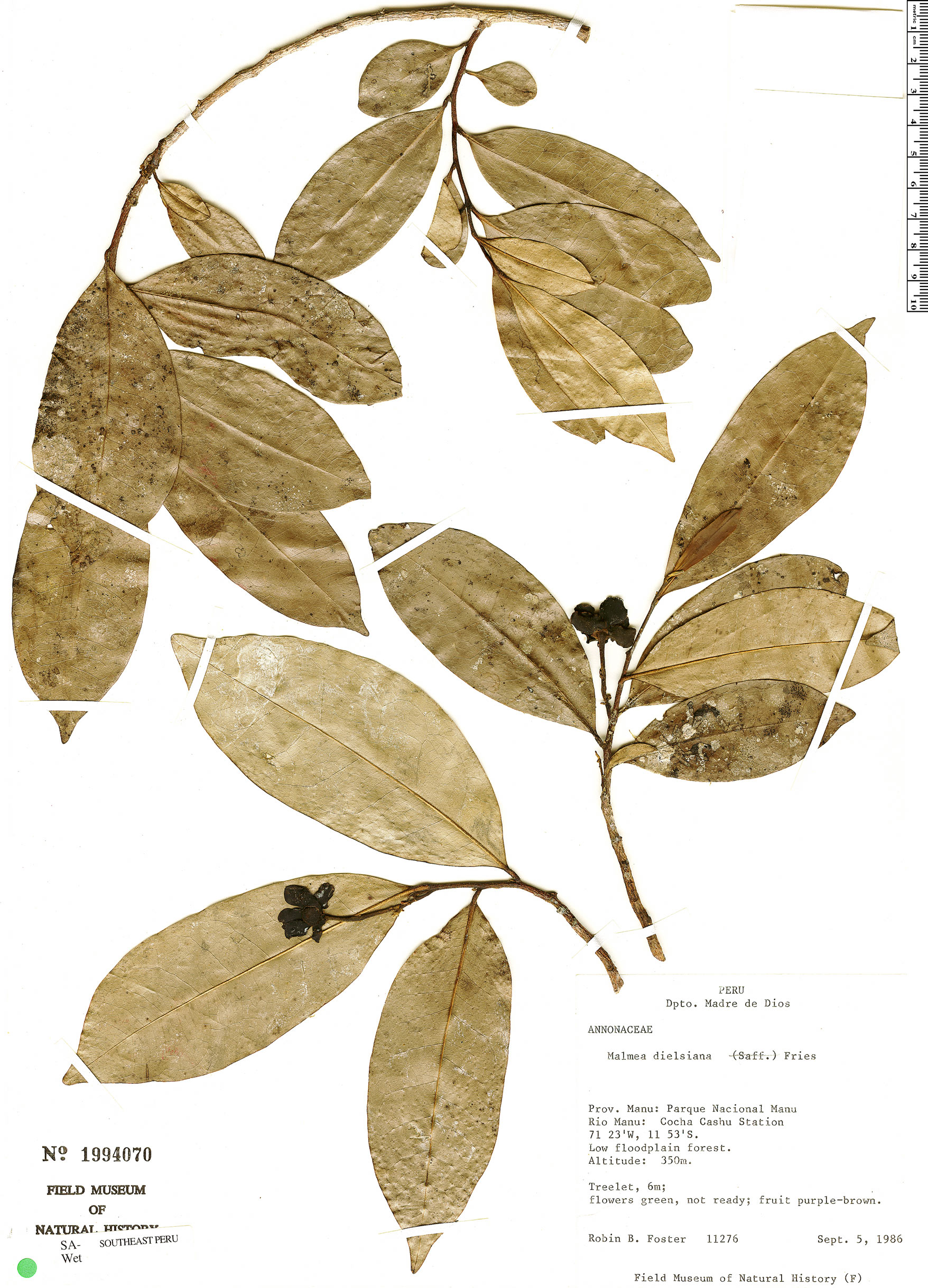 Malmea dielsiana image