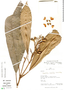 Conchocarpus ucayalinus image