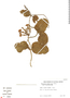 Echites umbellatus image