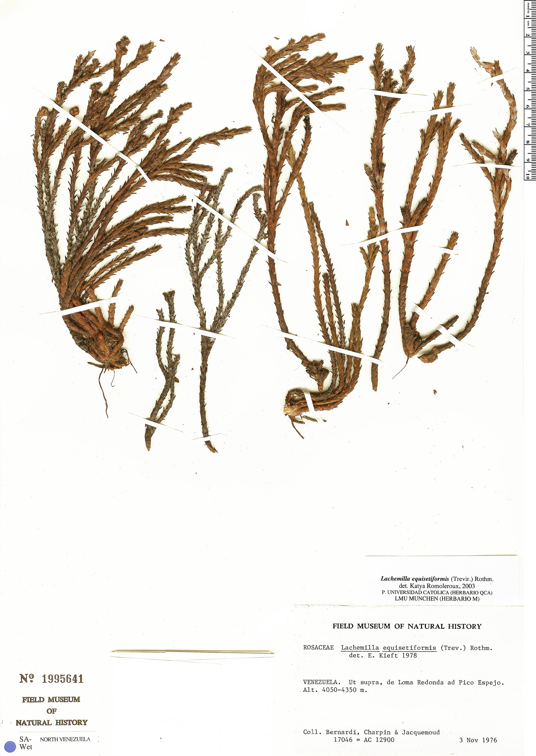 Lachemilla equisetiformis image