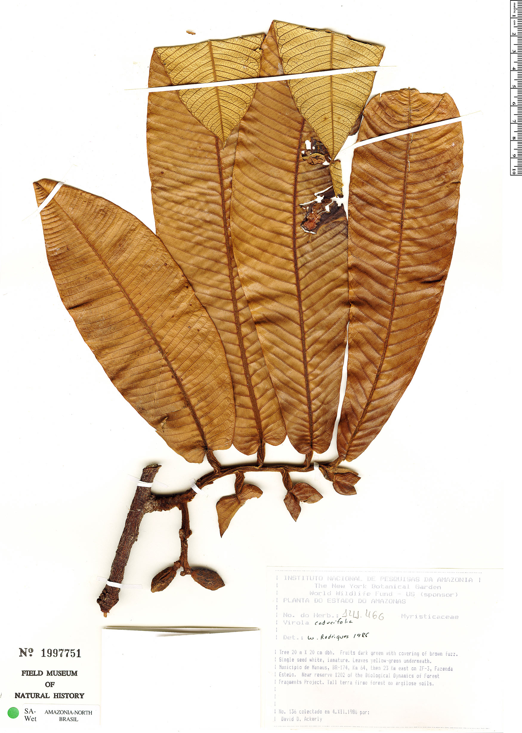 Virola caducifolia image