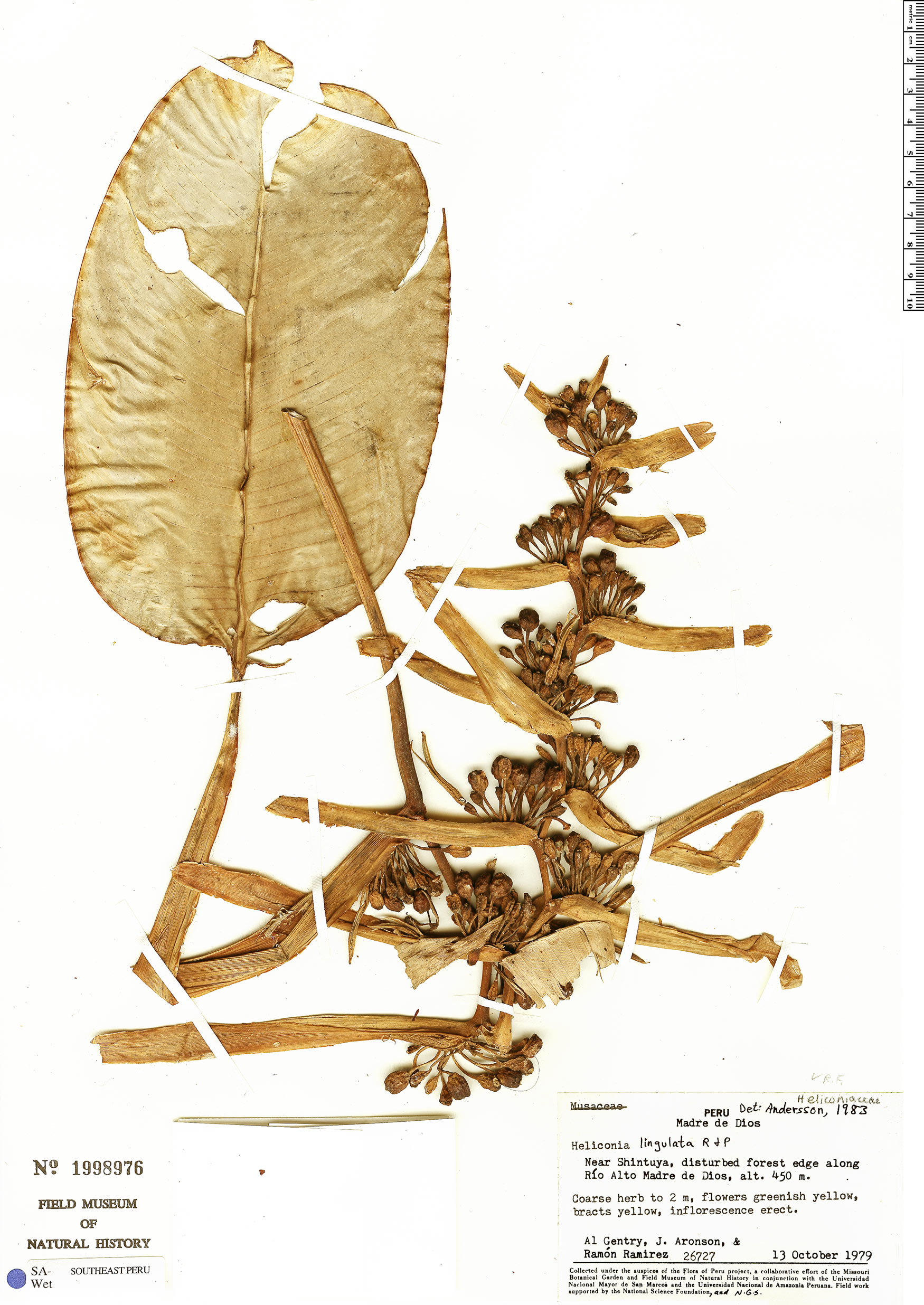 Heliconia lingulata image
