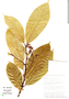 Endlicheria rubriflora image