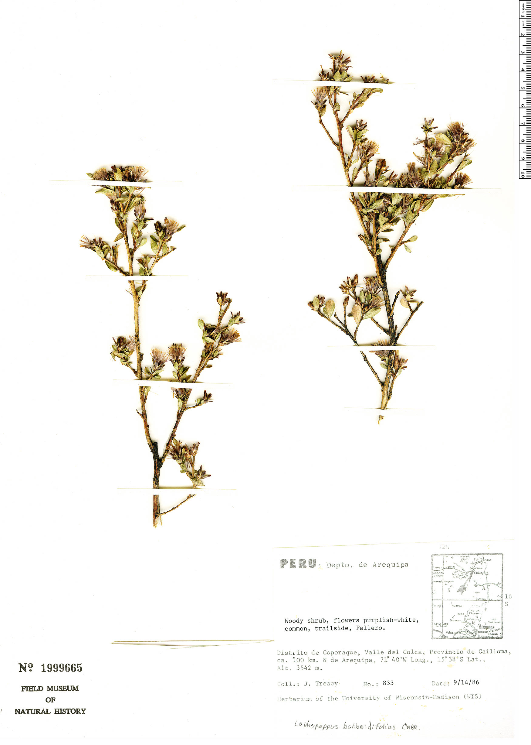 Proustia berberidifolia image