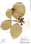 Bunchosia argentea image