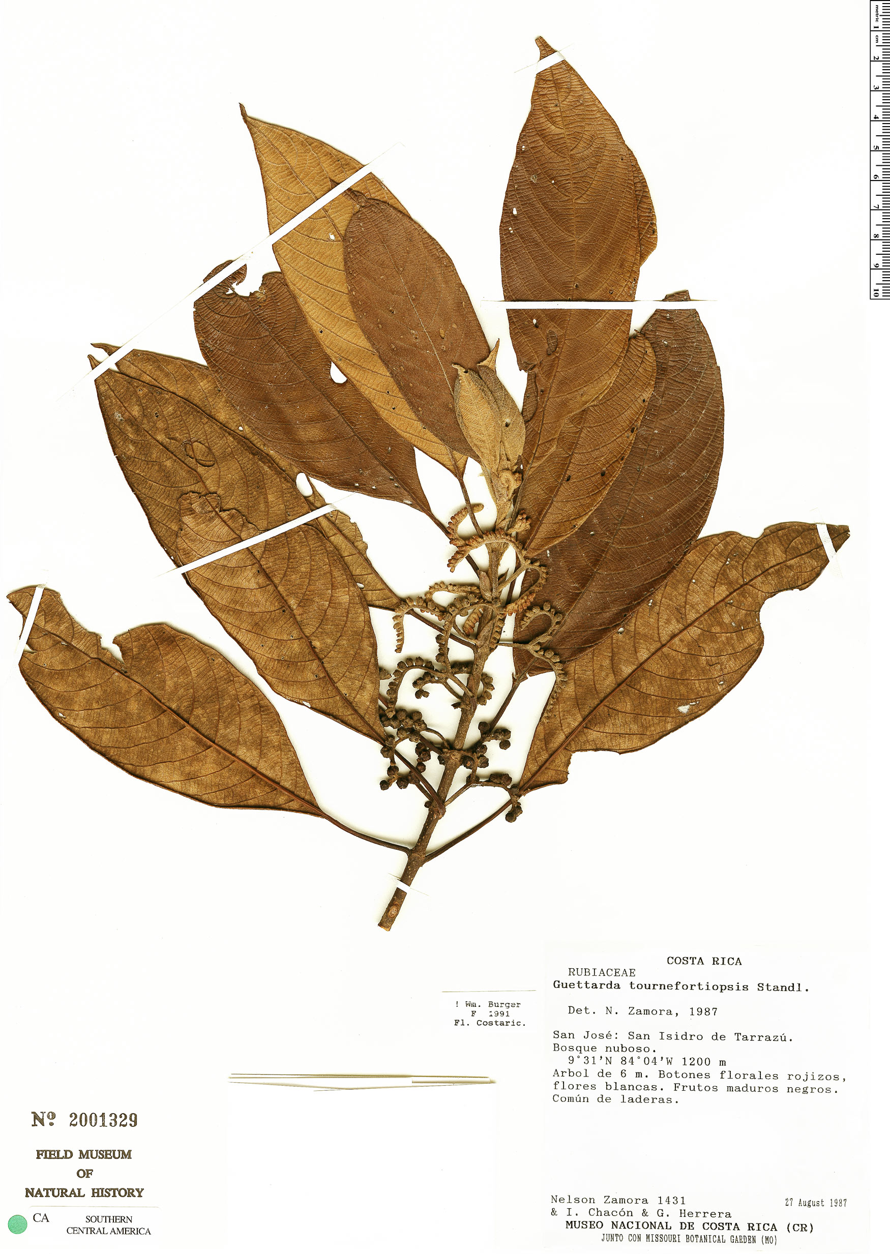 Guettarda tournefortiopsis image