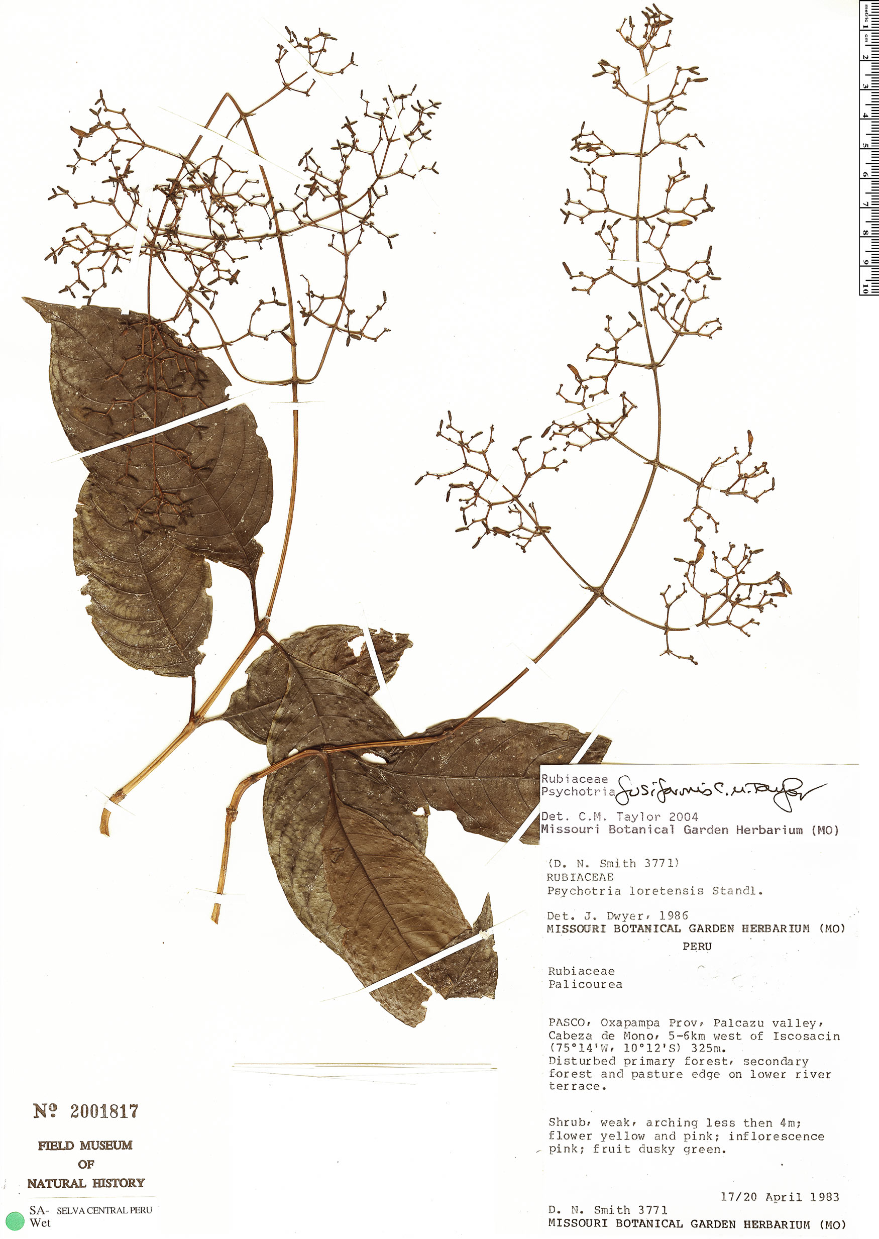 Psychotria fusiformis image
