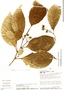 Neosprucea montana image