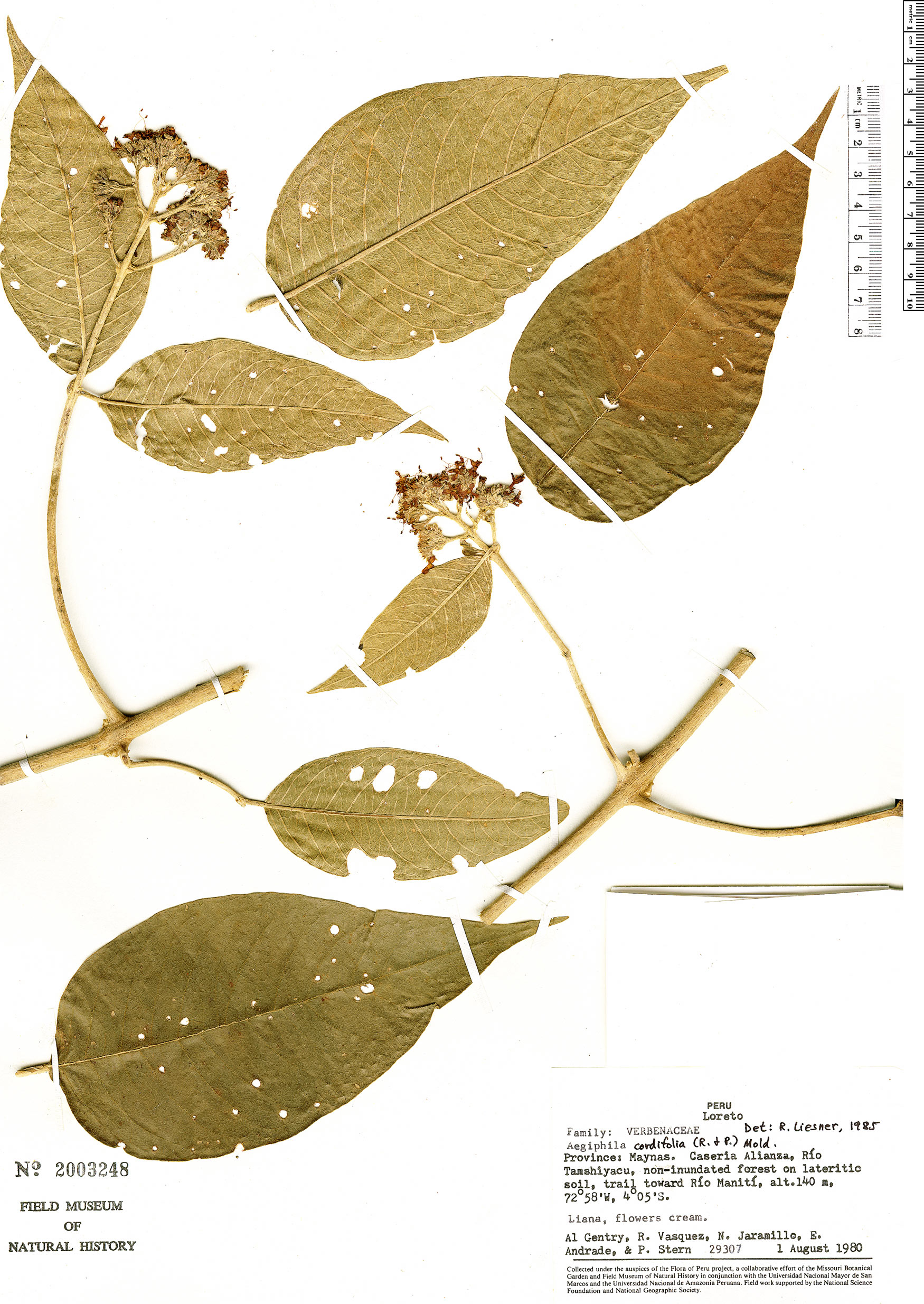 Aegiphila cordifolia image