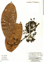 Guatteria ramiflora image