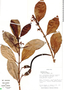 Rhizophora mangle image