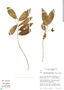 Desmopsis trunciflora image