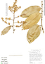Ouratea castaneifolia image