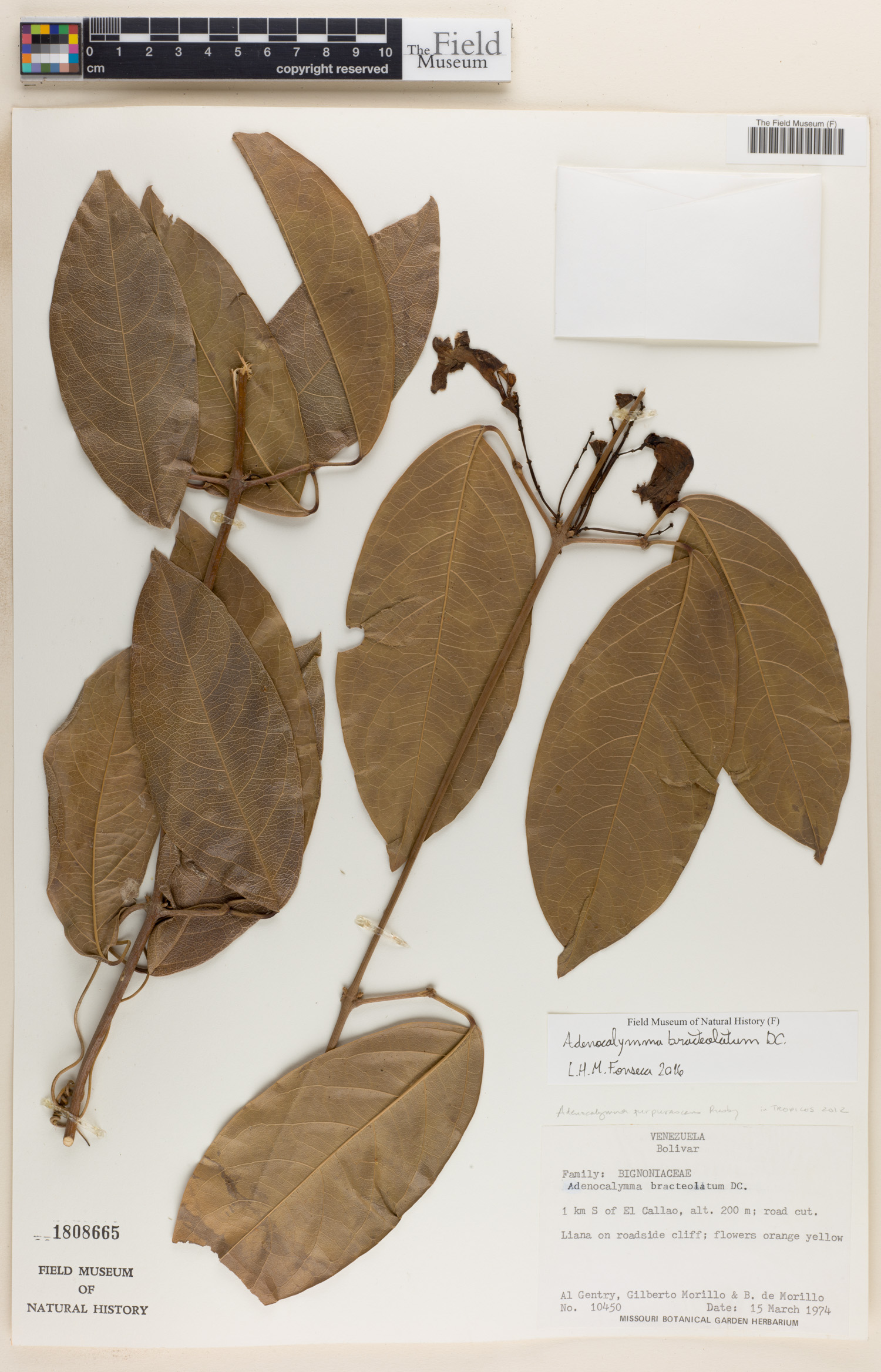 Adenocalymma bracteolatum image
