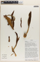 Philodendron hebetatum image