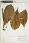 Retiniphyllum chloranthum image