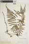 Arthropteris monocarpa image