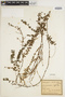 Arthropteris palisotii image