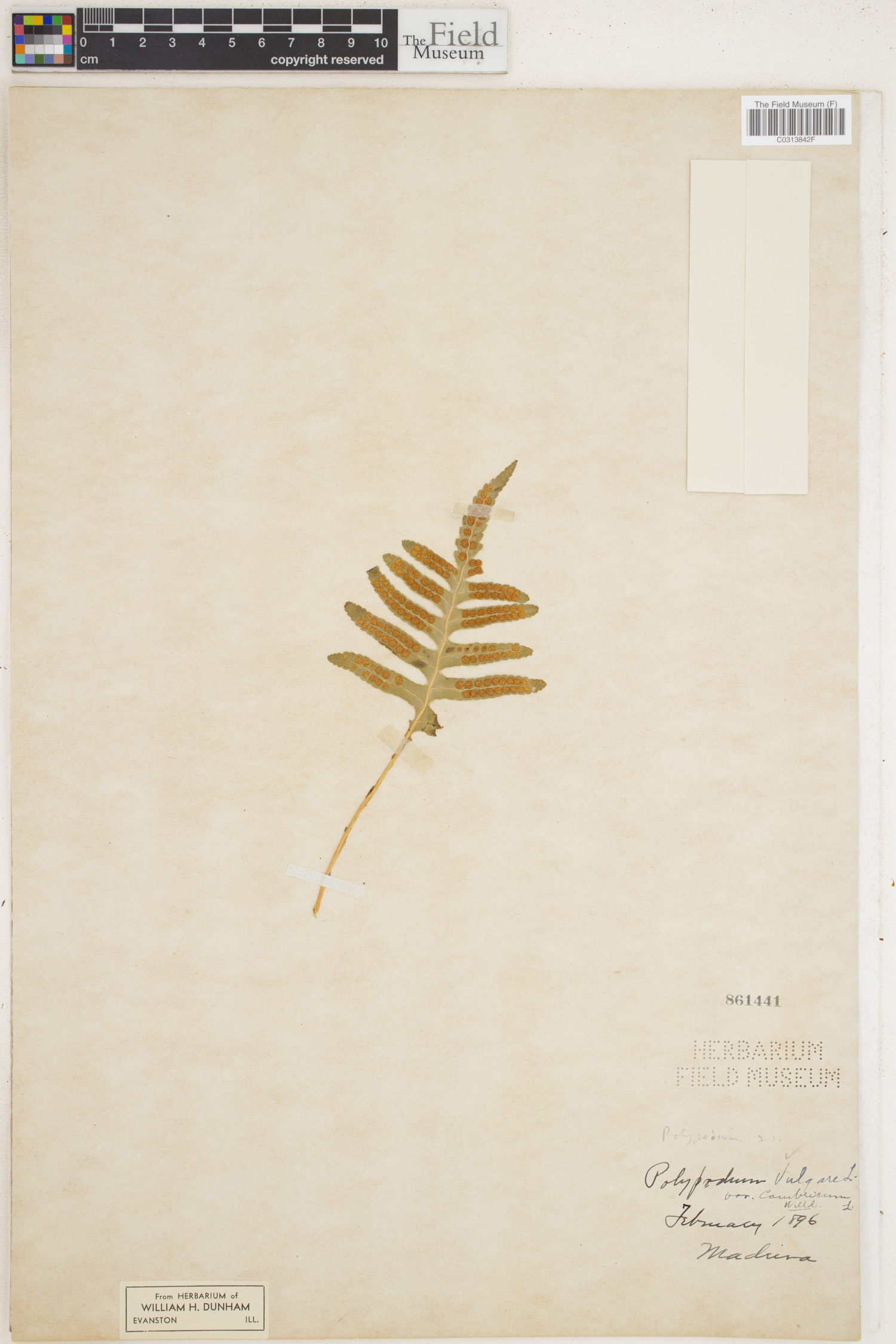 Polypodium vulgare var. cambricum image