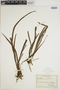 Radiovittaria remota image