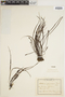 Haplopteris guineensis image