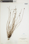 Schizaea malaccana image