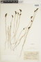 Schizaea bifida image