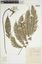 Adiantum tetraphyllum image