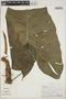 Philodendron deflexum image