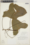 Philodendron deltoideum image