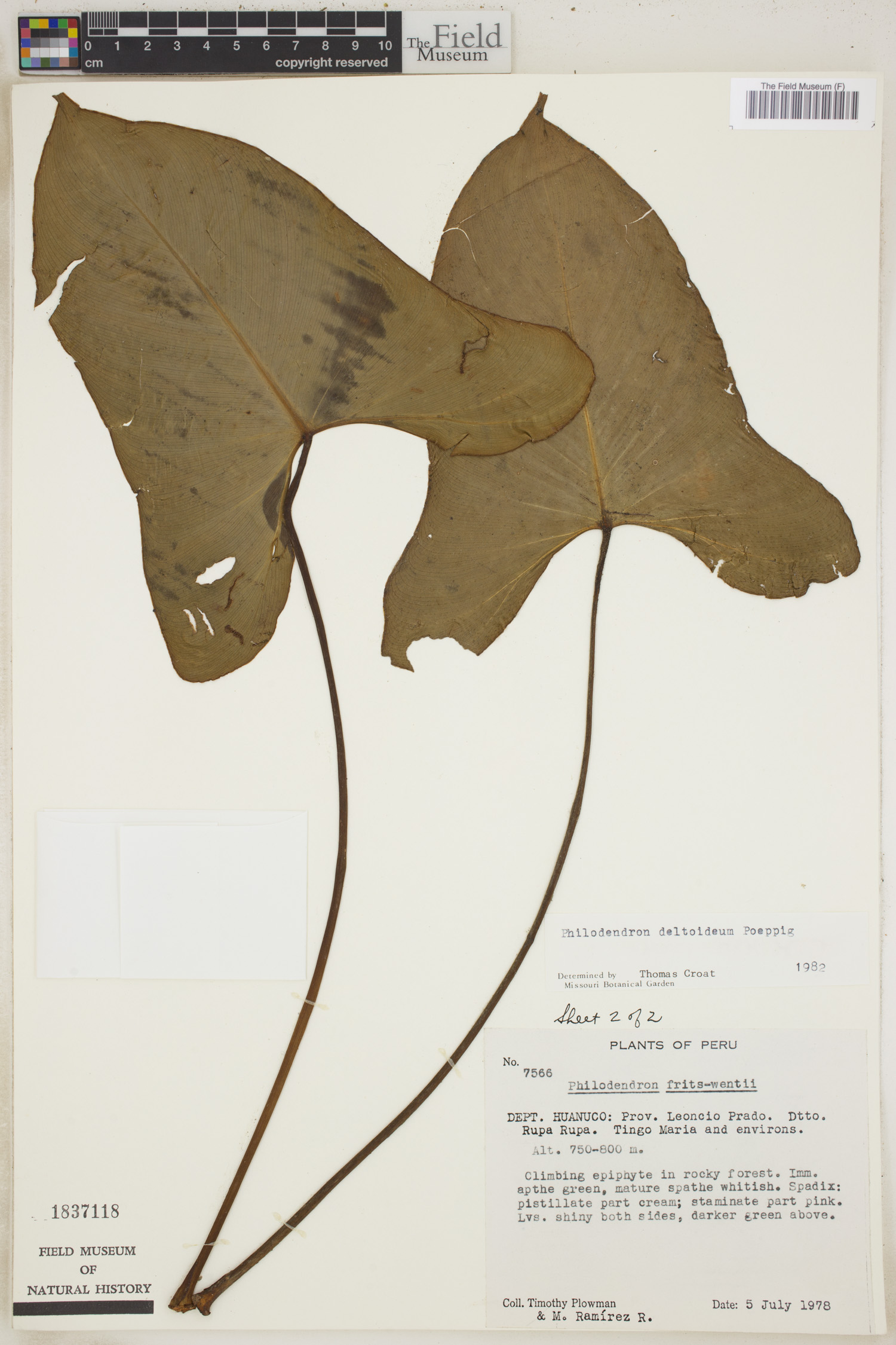 Philodendron deltoideum image