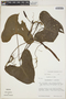 Philodendron deltoideum image