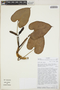 Philodendron dryanderae image