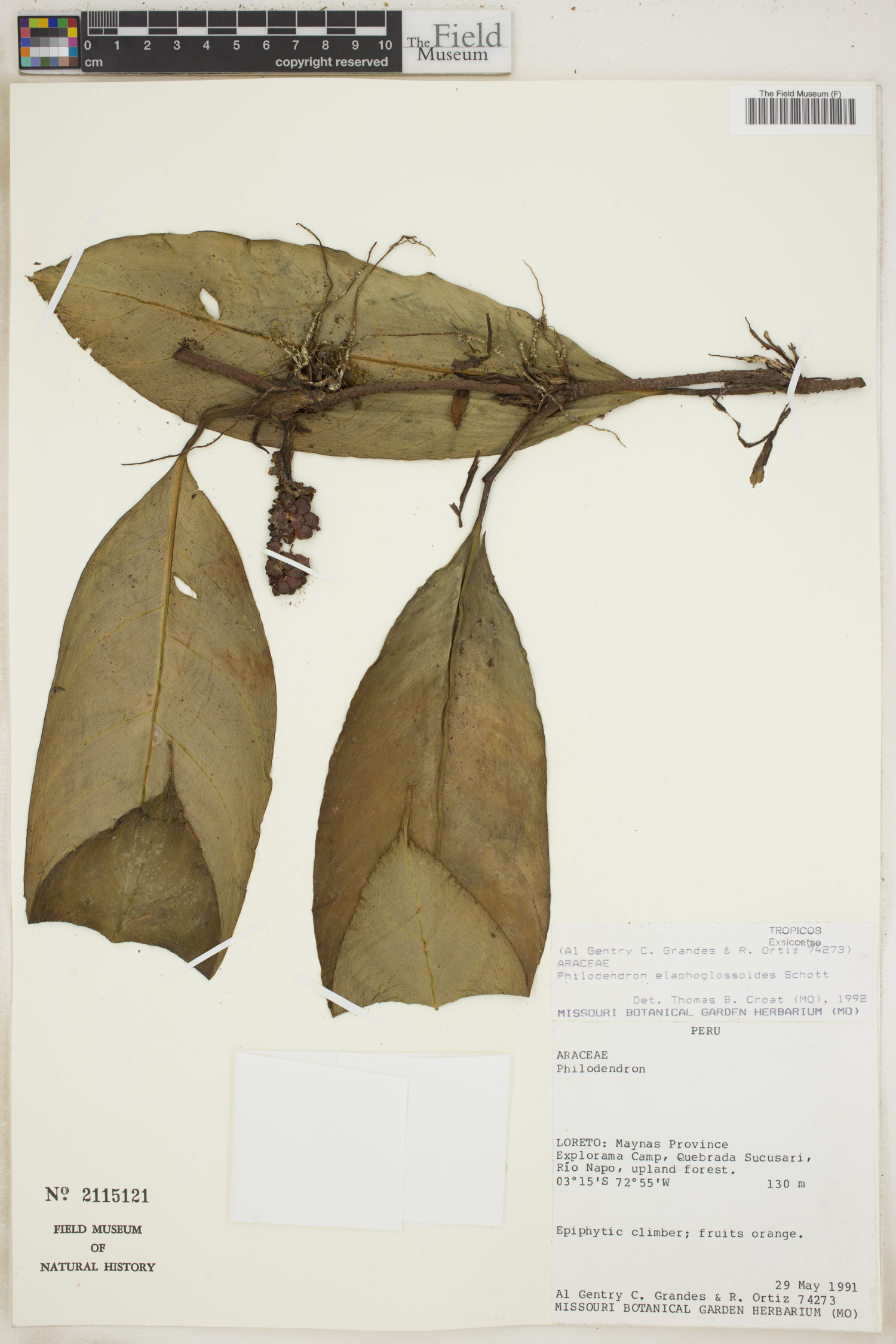 Philodendron elaphoglossoides image