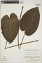 Philodendron englerianum image