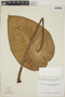 Philodendron englerianum image