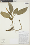 Philodendron exile image