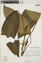 Philodendron fibrillosum image