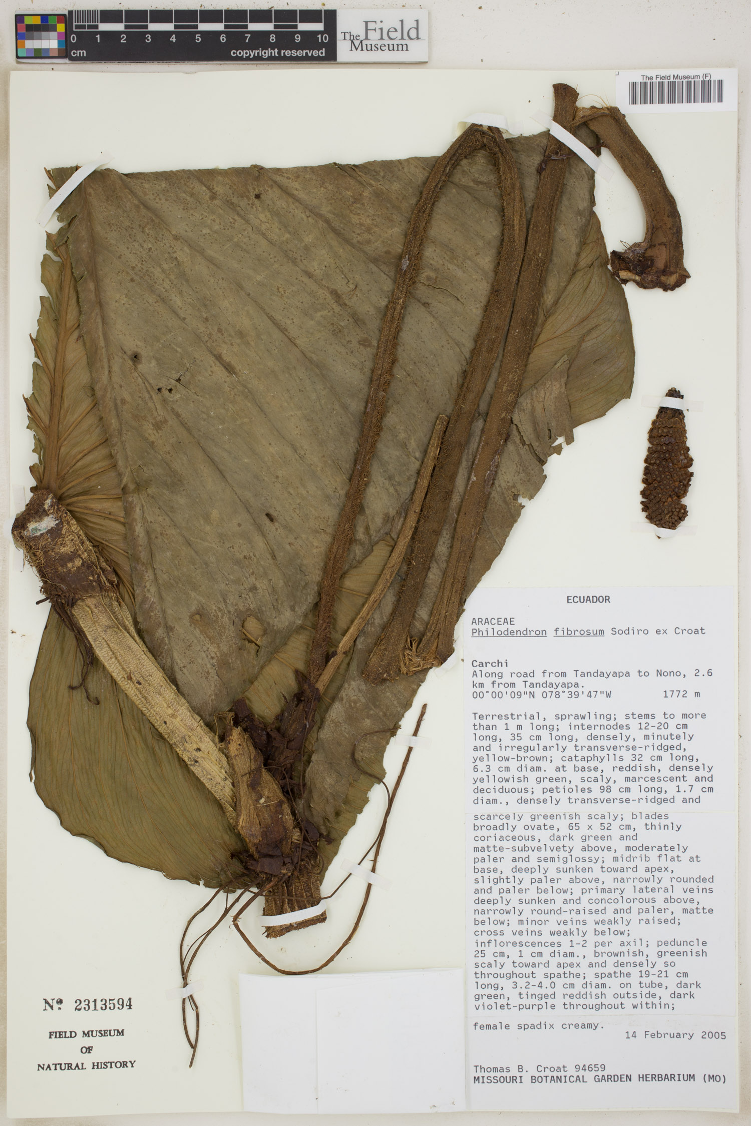 Philodendron fibrosum image