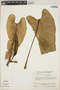 Philodendron fraternum image